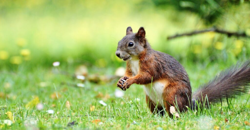 découvrez l'art de la photographie animalière : plongez dans des paysages époustouflants et immortalisez la beauté de la faune sauvage à travers des techniques professionnelles. explorez la diversité des espèces et la magie de la nature grâce à des conseils et inspirations pour capturer des moments uniques.