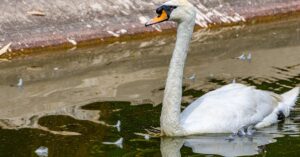 découvrez le canon eos r7, un appareil photo hybride performant qui allie une qualité d'image exceptionnelle à une ergonomie intuitive. parfait pour les photographes passionnés et les vidéastes, le r7 offre des fonctionnalités avancées telles que la mise au point automatique rapide, la prise de vue en rafale élevée et une connectivité sans fil innovante.