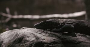 découvrez l'art de la photographie environnementale, capturant la beauté et la fragilité de notre planète. explorez des images saisissantes qui sensibilisent aux enjeux écologiques et célèbrent la diversité de la nature.