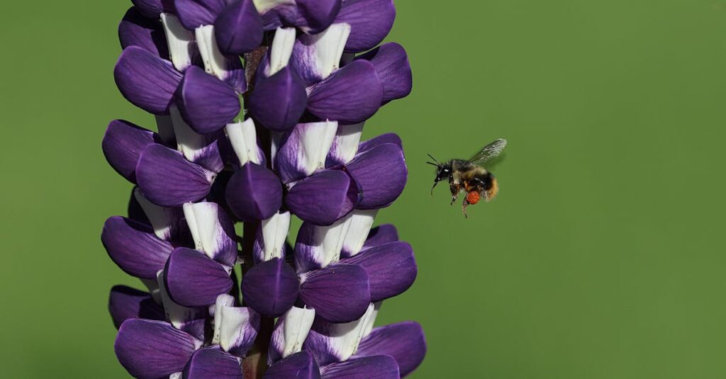découvrez l'apiculture, l'art fascinant de l'élevage d'abeilles ! apprenez les techniques pour gérer des ruches, récolter du miel et contribuer à la préservation de nos pollinisateurs essentiels.