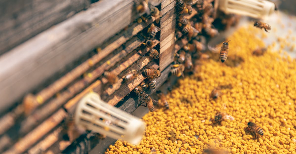 Descubra a arte da apicultura, uma prática fascinante que combina paixão e respeito pela natureza. Aprenda a criar abelhas, colher mel e preservar a biodiversidade, enquanto aprende as técnicas e os benefícios da colmeia. Seja você um apicultor iniciante ou experiente, explore as dicas e truques para o sucesso nesta área essencial para o nosso ecossistema.