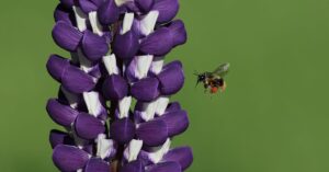 découvrez l'apiculture, l'art fascinant de l'élevage d'abeilles ! apprenez les techniques pour gérer des ruches, récolter du miel et contribuer à la préservation de nos pollinisateurs essentiels.