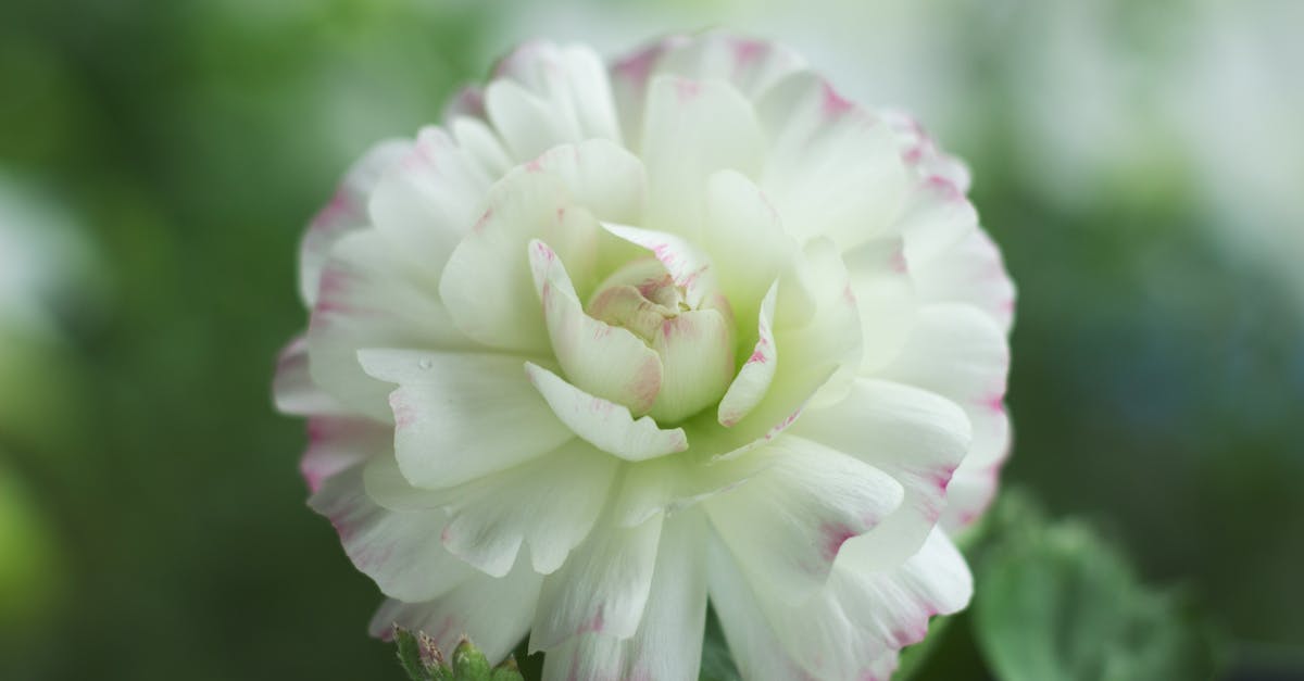 Os custos incorridos por esses dispositivos também refletem seu posicionamento em um mercado em rápida transformação. A FX3, com preço em torno de € 3.500, é voltada principalmente para profissionais experientes ou estudantes fortemente envolvidos na produção cinematográfica. Seu ambiente rapidamente se torna caro quando você adiciona acessórios, monitores e cartões de armazenamento. Por outro lado, a Canon EOS R6, disponível por cerca de € 2.500, é uma opção mais acessível sem sacrificar a qualidade de imagem e a versatilidade. A diferença de preço, no entanto, traz consigo algumas concessões: a FX3 oferece, por exemplo, maior compatibilidade com a linha de câmeras compactas e acessórios da Sony. A R6, por sua vez, atrai por sua relativa facilidade de uso e sua capacidade de se adaptar a um ambiente mais tradicional de fotografia ou videografia semiprofissional. A tendência em 2025 tende a inclinar a balança para a necessidade de investir mais para melhorar o desempenho, especialmente devido à ascensão de marcas como Panasonic, Fujifilm e até mesmo Olympus, que oferecem alternativas de nicho altamente competitivas. A chave, portanto, continua sendo definir suas prioridades: você deve priorizar o vídeo puro ou uma solução completa e consolidada para fotografia e vídeo?