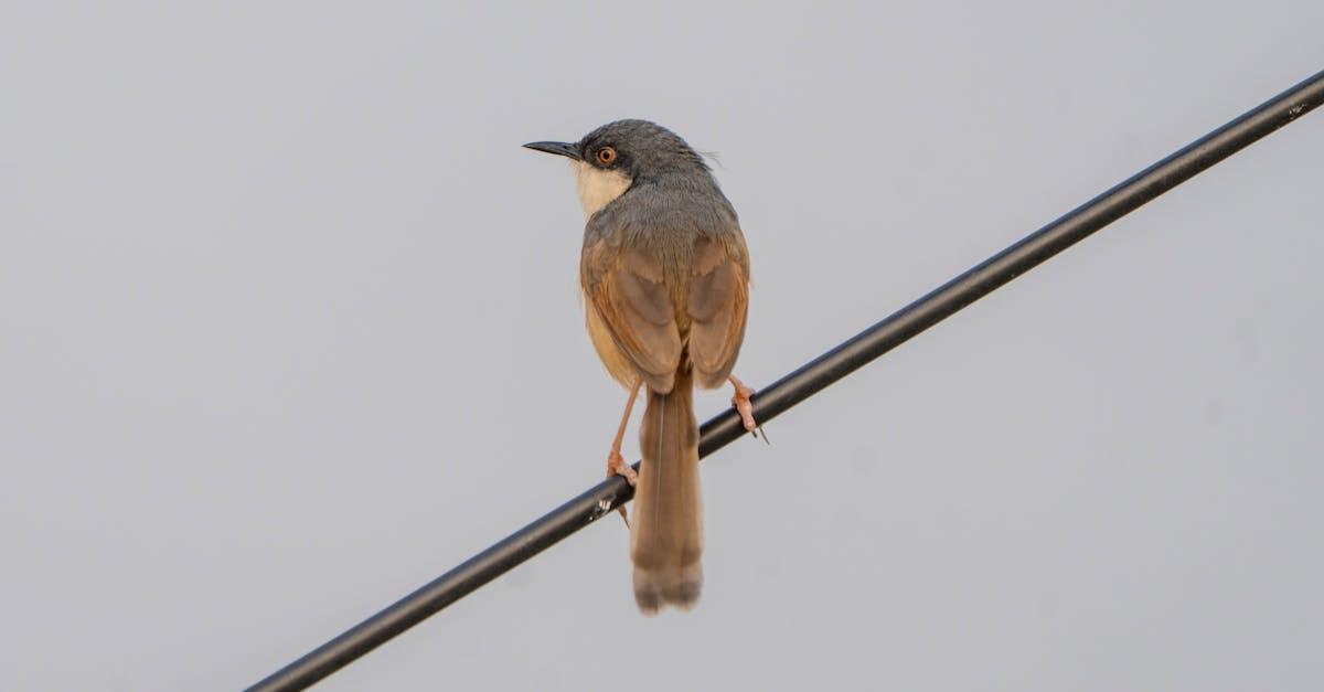 一日中撮影する人にとって、特にルポルタージュや長時間のセッションなど、バッテリー駆動時間は非常に重要です。NP-FZ100バッテリーを搭載したソニーA7 IIIは、1回の充電で最大710枚の撮影が可能で、ほぼ並外れた性能です。キヤノンEOS RはLP-E6Nバッテリーを搭載し、約370枚の撮影が可能ですが、長時間の外出には注意が必要です。