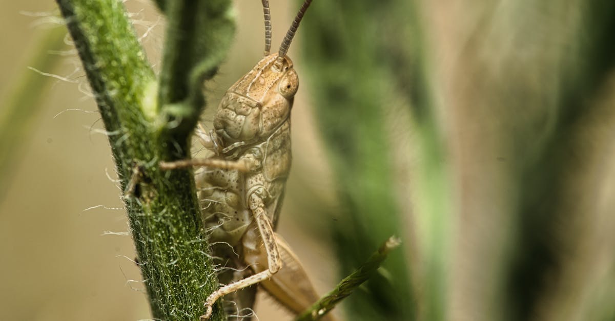 自然作为背景和信息