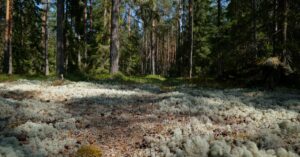 découvrez le lumix gh5, l'appareil photo hybride ultime pour les vidéastes et photographes. avec sa capacité d'enregistrement 4k, son autofocus rapide et ses options de personnalisation avancées, capturez chaque moment avec une clarté et une précision exceptionnelles. idéal pour les professionnels comme pour les amateurs passionnés.