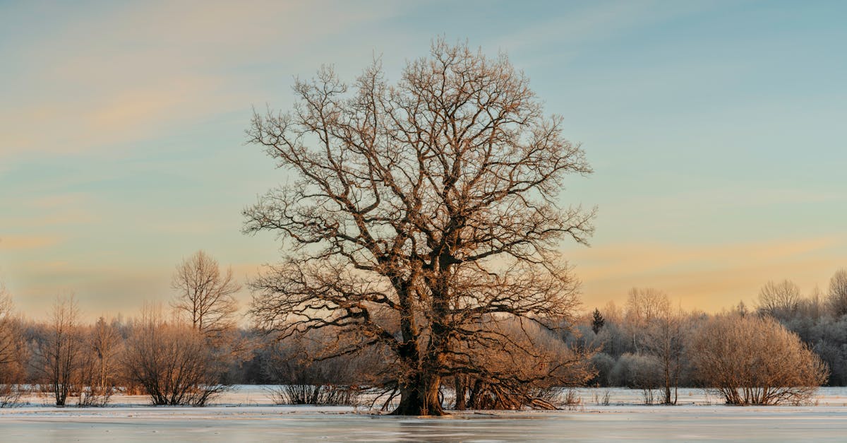 Technical performance is often the key differentiator between high-end cameras on the market in 2025. Since the introduction of the Bionz XR processor, Sony has continued to improve its sensors, particularly with high-resolution compact models such as the new Sony A7C II, equipped with a 33-megapixel sensor. The finely crafted Back-Side Illuminated (BSI) sensors ensure better noise management, even in low light, and bring a wider dynamic range to images. Its integrated artificial intelligence engine optimizes autofocus, subject tracking, and facial recognition, making each capture more precise and responsive. Canon, for its part, has also invested in the power of its Digic X processor, combined with a 24-megapixel full-frame sensor. Their combination delivers excellent image quality with incredible processing speed, particularly in burst mode or 4K video. The manufacturer's signature color management is further enhanced by its Dual Pixel CMOS autofocus technology, which is continually refined thanks to artificial intelligence algorithms. To better visualize these technical differences, here is a summary table comparing the high performance of each system: