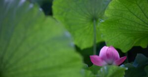 découvrez les appareils photo sans miroir, une alternative compacte et légère aux reflex numériques traditionnels. profitez d'une qualité d'image exceptionnelle, d'une mise au point rapide et d'une multitude d'objectifs interchangeables pour capturer chaque moment avec précision et créativité.