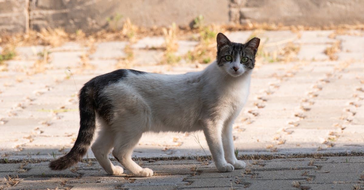 découvrez l'univers des appareils photo sans miroir : légers, compacts et performants, ils révolutionnent la photographie moderne. explorez nos conseils, comparatifs et guides d'achat pour choisir le modèle qui vous conviendra le mieux.