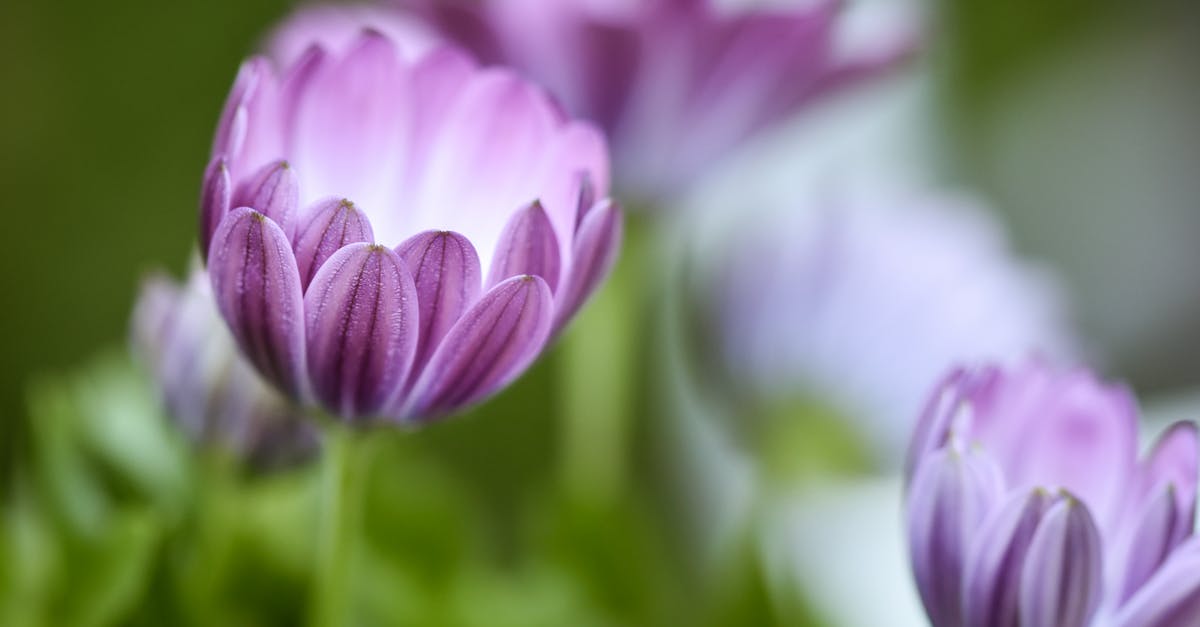 Descubra a Nikon Coolpix P950, uma câmera potente e versátil, ideal para capturar imagens nítidas e detalhes impressionantes graças ao seu zoom óptico excepcional e desempenho em pouca luz. perfeito para entusiastas e aventureiros da fotografia.