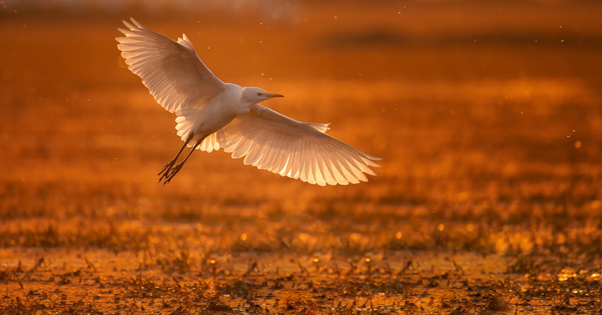 Principais recursos que fazem da Nikon D850 a melhor escolha em 2025