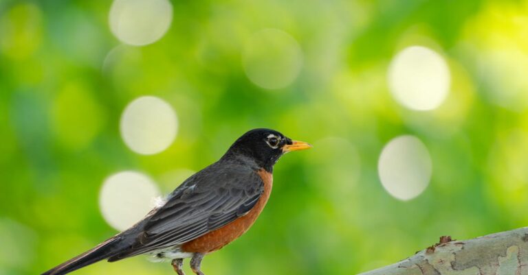 découvrez le nikon d850, un boîtier reflex numérique plein format offrant une résolution exceptionnelle de 45,7 mp, idéal pour les photographes professionnels et amateurs. profitez de sa rapidité, de sa qualité d'image impressionnante et de ses fonctionnalités avancées, allant du mode vidéo 4k aux options de mise au point automatique. capturez vos moments avec précision et créativité grâce à cet appareil polyvalent.