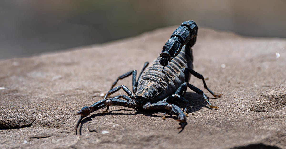 descubra o fascinante mundo das pin-ups, ícones de beleza vintage que marcaram as décadas de 1940 e 1950. mergulhe na sua história, no seu estilo único e em como continuam a inspirar a moda e a cultura contemporânea.