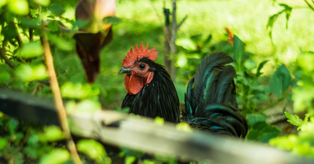 Ciò che colpisce scoprendo le fotografie esposte al Mougins Photography Center è il potere evocativo che emana da ogni immagine. Queste fotografie illustrano il dualismo tra un passato di emarginazione e un desiderio di affermazione collettiva. Ad esempio, il ritratto di una donna africana vestita con tessuti tradizionali, illuminato da una luce soffusa, incarna questa celebrazione della diversità culturale, sfidando al contempo lo sguardo occidentale che ha a lungo minimizzato questa identità. Altre fotografie ritraggono artisti e musicisti iconici, come Bob Marley e Miles Davis, che incarnano lo spirito di questa rinascita culturale. La fotografia diventa così un documento di resistenza, un modo per rendere visibile ciò che è stato a lungo ignorato o frainteso. La mostra mette in luce anche immagini storiche, catturando momenti chiave, come raduni comunitari e manifestazioni per il riconoscimento dei diritti civili. Immagini in evidenza