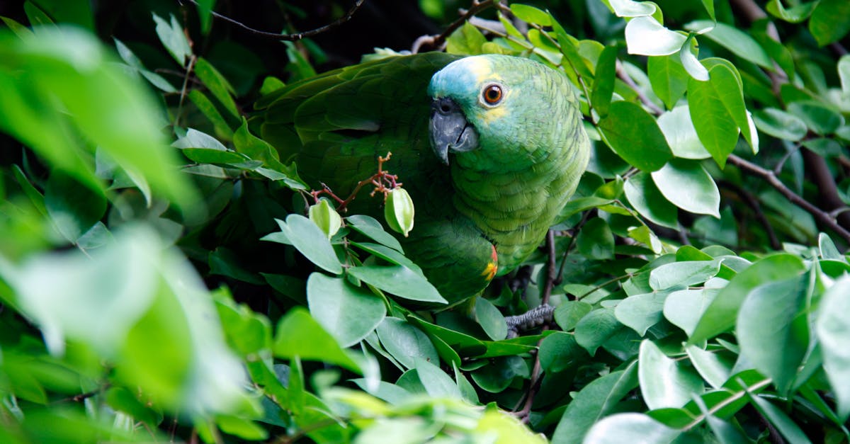 当代摄影时代的巴西风光：在光与文化之间