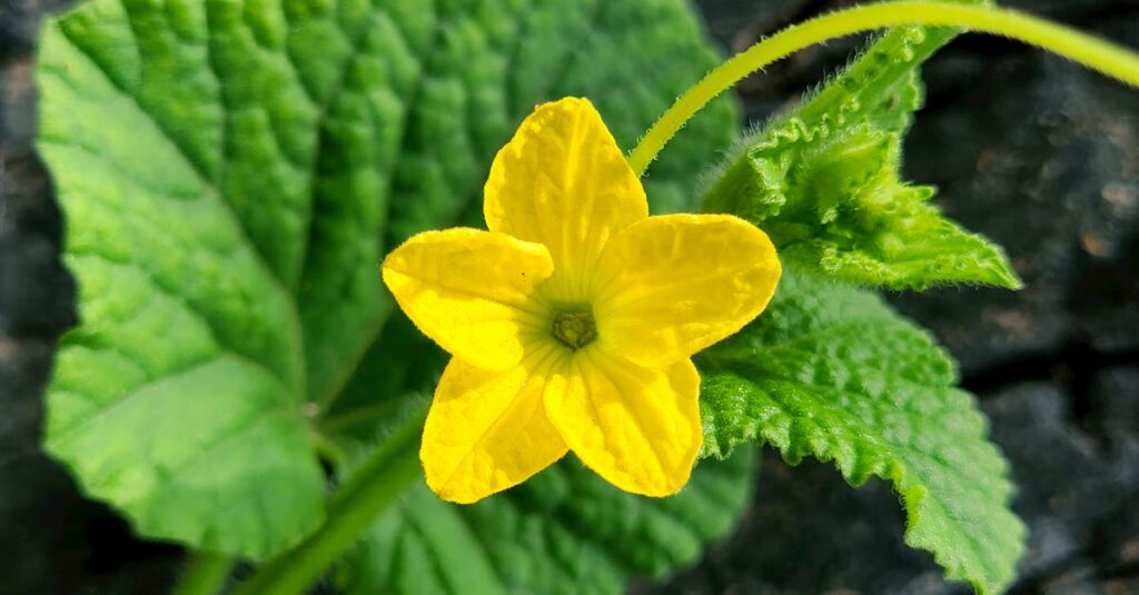 découvrez l'art de la photographie de fleurs, où chaque pétale raconte une histoire. explorez des conseils, des techniques et de magnifiques galeries pour capturer la beauté éphémère de la nature à travers votre objectif.