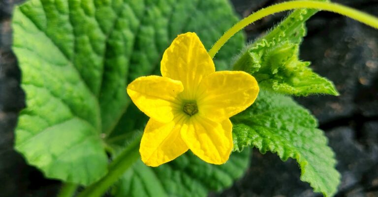 découvrez l'art de la photographie de fleurs, où chaque pétale raconte une histoire. explorez des conseils, des techniques et de magnifiques galeries pour capturer la beauté éphémère de la nature à travers votre objectif.