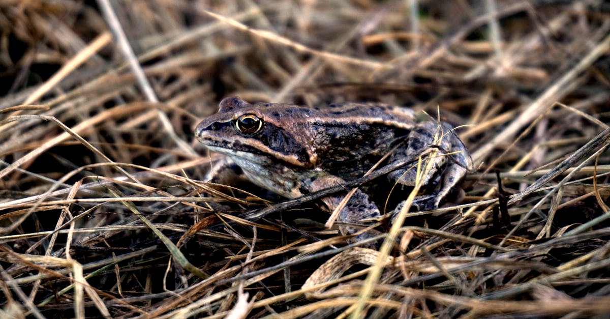 نشأت فرانسواز سير كوليت، المنحدرة من منطقة ليون، في شغف بالحياة البرية منذ صغرها. متأثرةً بتجاربها الميدانية المبكرة، تخصصت في علم الزواحف والبرمائيات، وهو مجالٌ نادرٌ الاستكشاف ولكنه بالغ الأهمية في فهم التنوع البيولوجي الحيواني. بعد حصولها على شهادة في العلوم الطبيعية، انضمت إلى المتحف الوطني للتاريخ الطبيعي (MNHN) المرموق، حيث عملت لعدة عقود كمسؤولة عن التوعية العلمية. تتميز مسيرتها المهنية بقدرة فريدة على الجمع بين المعرفة العلمية وفن التصوير الفوتوغرافي. يعتمد ثراء أعمالها على نهج دقيق وحساس، حيث تلتقط التفاصيل الدقيقة للزواحف والبرمائيات، بينما تعيد صياغة صورها من خلال التصوير الفوتوغرافي الذي يكشف عن ضعفها بقدر ما يكشف عن جمالها الطبيعي.