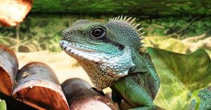 plongez dans le monde fascinant des reptiles et des amphibiens avec les herpétologues, ces chercheurs passionnés qui étudient leur comportement, leur habitat et leur conservation. découvrez l'importance de leur rôle dans l'écosystème et les défis qu'ils affrontent pour protéger ces espèces menacées.