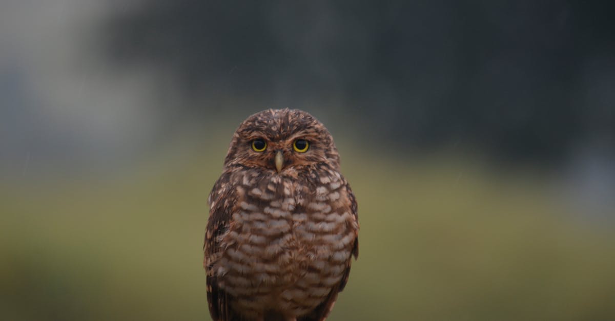 Scopri l'affascinante mondo dei gufi, questi iconici uccelli notturni. Esplora i loro habitat, i loro comportamenti e i loro affascinanti miti. Scopri di più su queste misteriose creature con la loro vista acuta e la loro proverbiale saggezza.