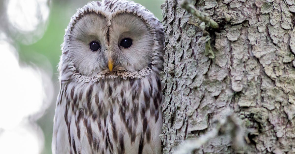 Scopri l'affascinante mondo dei gufi, questi misteriosi uccelli notturni. Scopri di più sul loro habitat, sul loro comportamento e sul loro ruolo nell'ecosistema. Immergiti nel mondo dei gufi e ammira la loro bellezza unica.