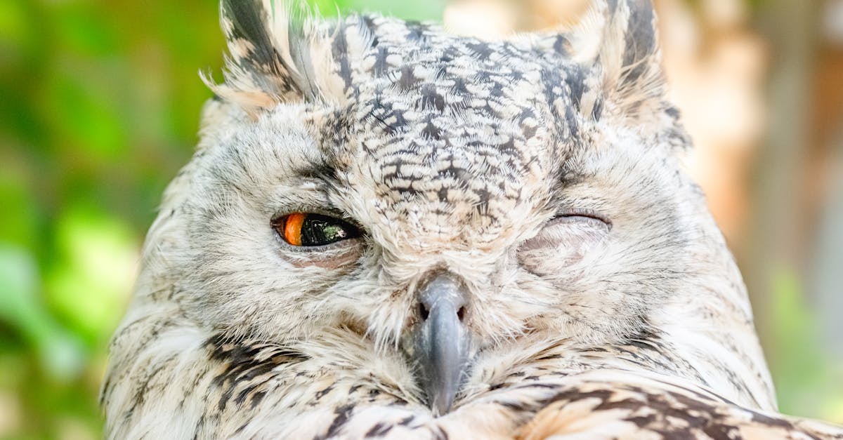 découvrez le monde fascinant des hiboux, ces oiseaux nocturnes emblématiques. apprenez-en plus sur leur habitat, leurs caractéristiques uniques et leur rôle dans l'écosystème. plongez dans l'univers mystérieux des hiboux et éveillez votre curiosité !