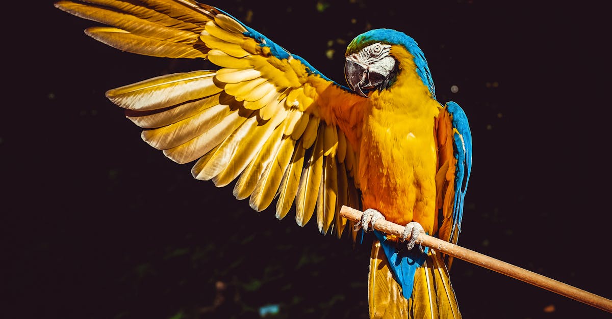 découvrez l'art captivant de la photographie animalière, où chaque image raconte l'histoire unique d'un animal dans son habitat naturel. plongez dans un univers visuel riche de émotions et de couleurs, capturant la beauté et la diversité du règne animal.