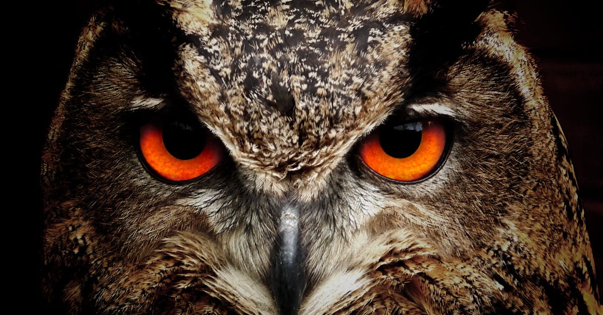 découvrez l’art de la photographie animalière : conseils, astuces et inspirations pour capturer la beauté des animaux en images, du safari à votre jardin.