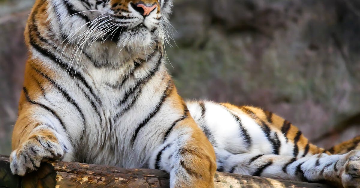 Descubra a arte da fotografia da vida selvagem: dicas, truques e inspiração para captar a beleza dos animais no seu habitat natural.