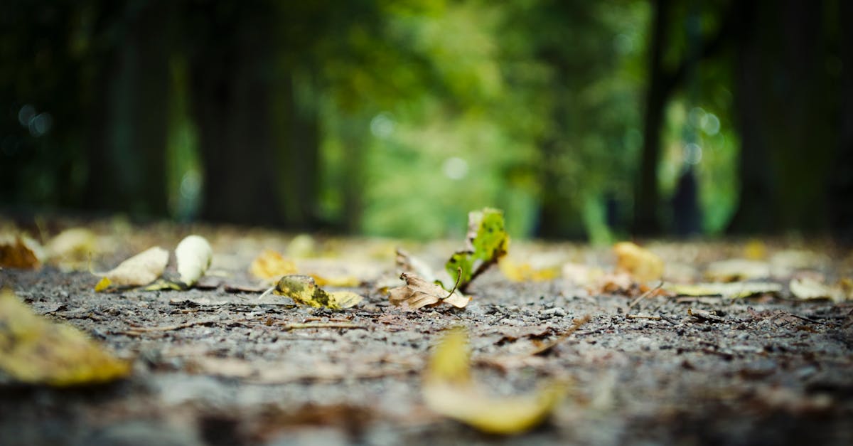 كيف يلتقط هذا المصور أجواء المهرجانات؟