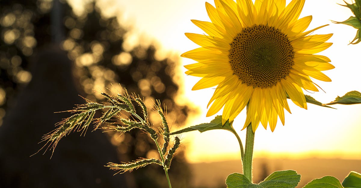 Summerәйдән файдалану өчен барлык чараларны, юнәлешләрне, киңәшләрне табыгыз. Ял итү идеялары, ачык ял итү, мода тенденцияләре һәм онытылмас җәй өчен бик күп!