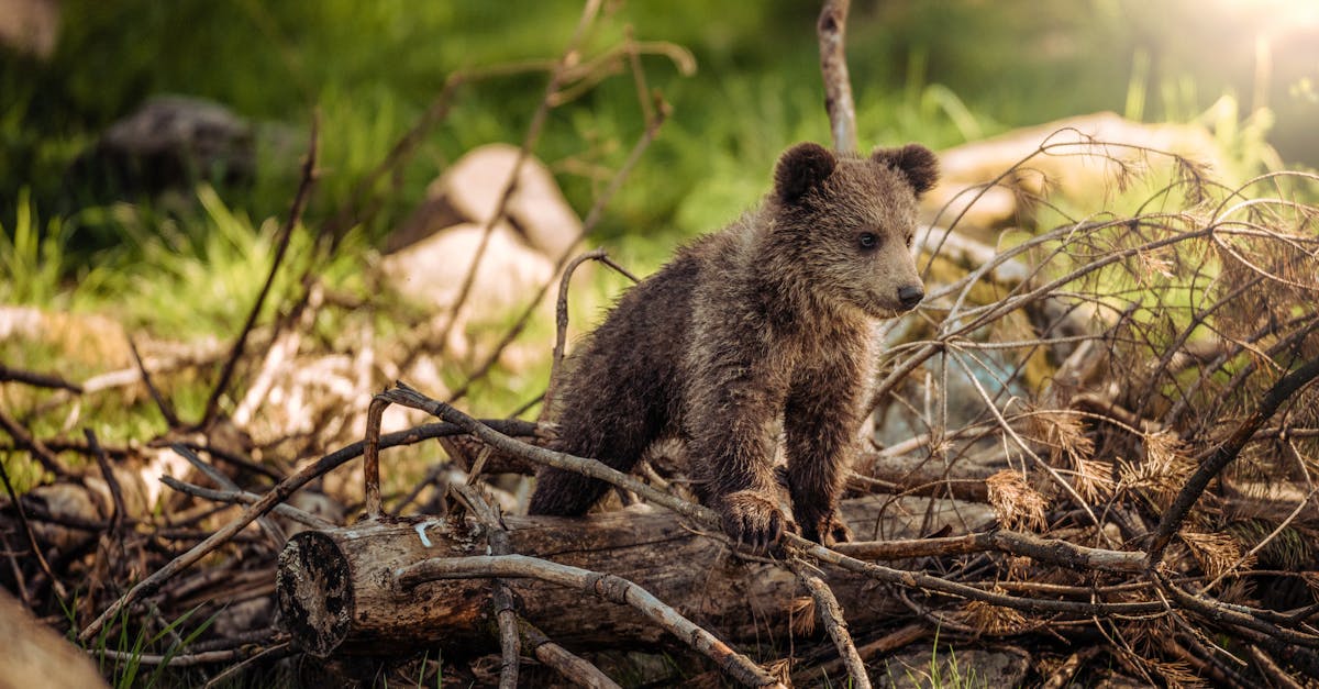 découvrez l’univers fascinant de la photographie animalière : conseils, astuces et inspirations pour capturer la beauté de la faune sauvage à travers votre objectif.